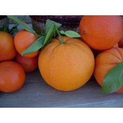 Naranjas de mesa, de zumo y mandarinas