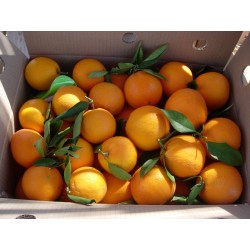 Naranjas de mesa, mandarinas y clementinas