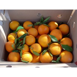 Naranjas de zumo, mandarinas y clementinas