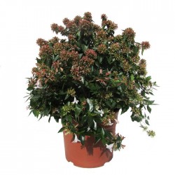 Abelia floribunda
