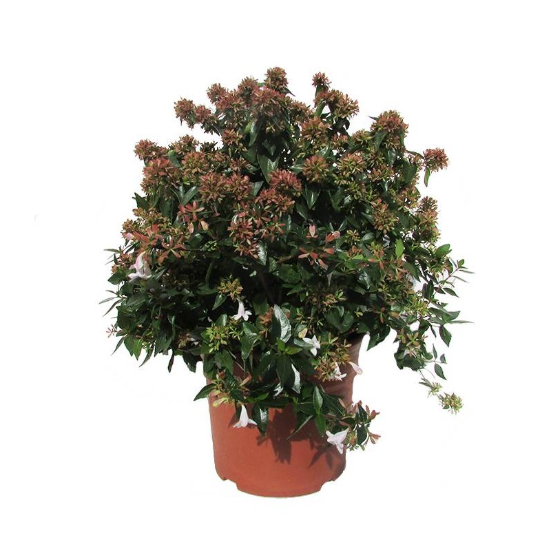 Abelia floribunda