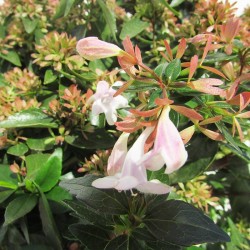 Abelia floribunda