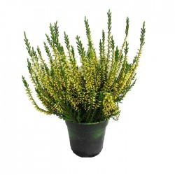 Calluna