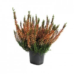 Calluna