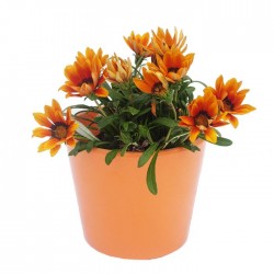 Gazania hybrida