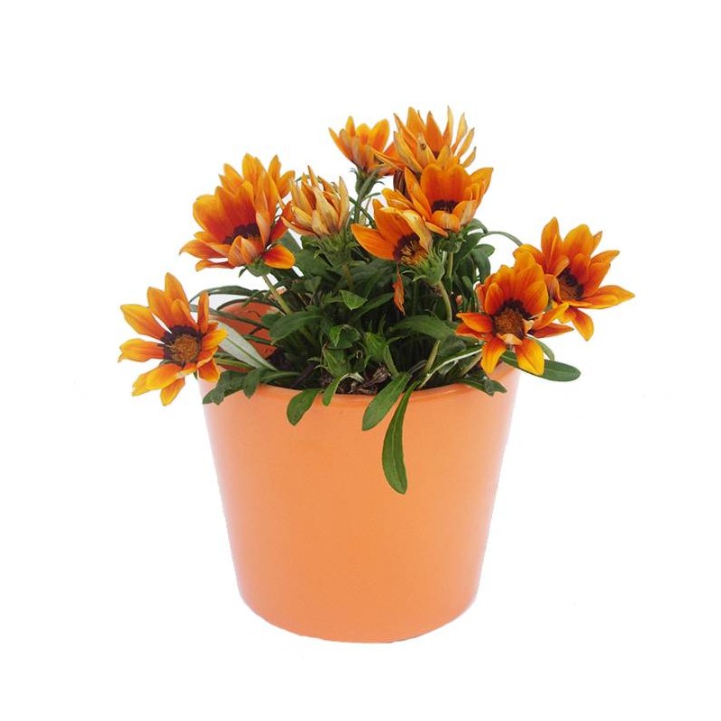 Gazania hybrida