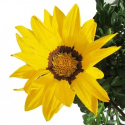 Gazania hybrida