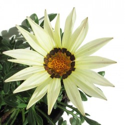 Gazania hybrida