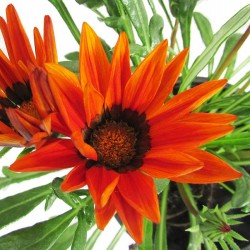 Gazania hybrida