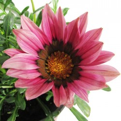 Gazania hybrida