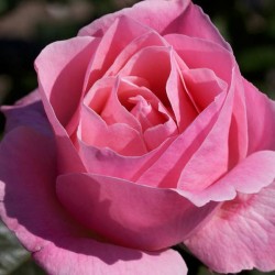 Rosal queen elizabeth 