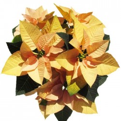 Poinsettia cinnamon star