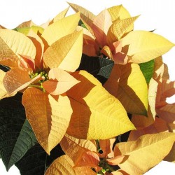 Poinsettia cinnamon star