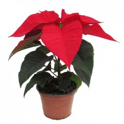 Poinsettia uniflora