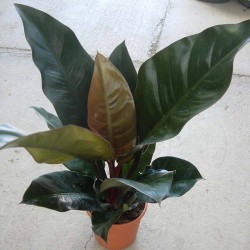 Philodendron red  imperial