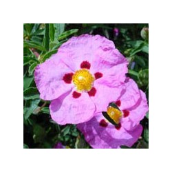 CISTUS PURPUREUS