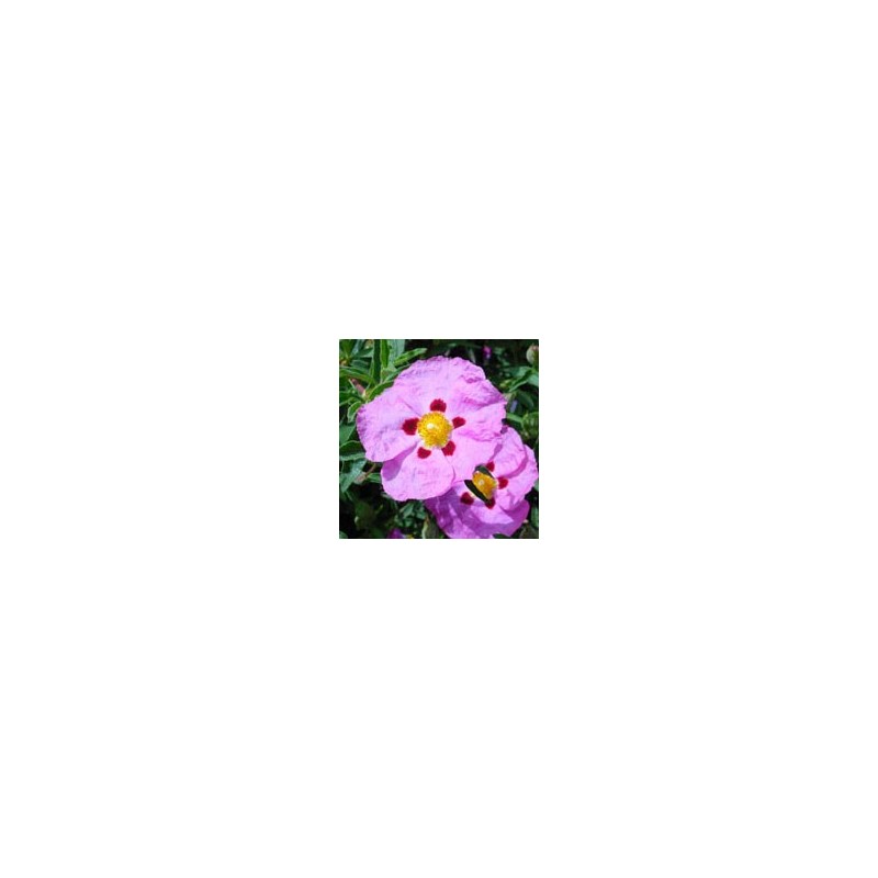 CISTUS PURPUREUS