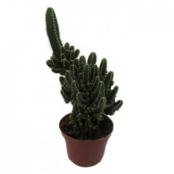 Cactus cereus peruvianus