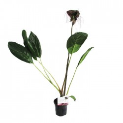 Tacca negra