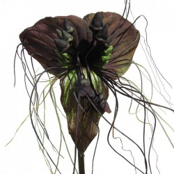 Tacca negra
