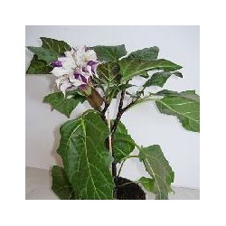 DATURA ARBOREA
