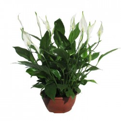 Spathiphyllum chopin