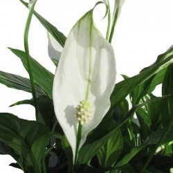 Spathiphyllum chopin