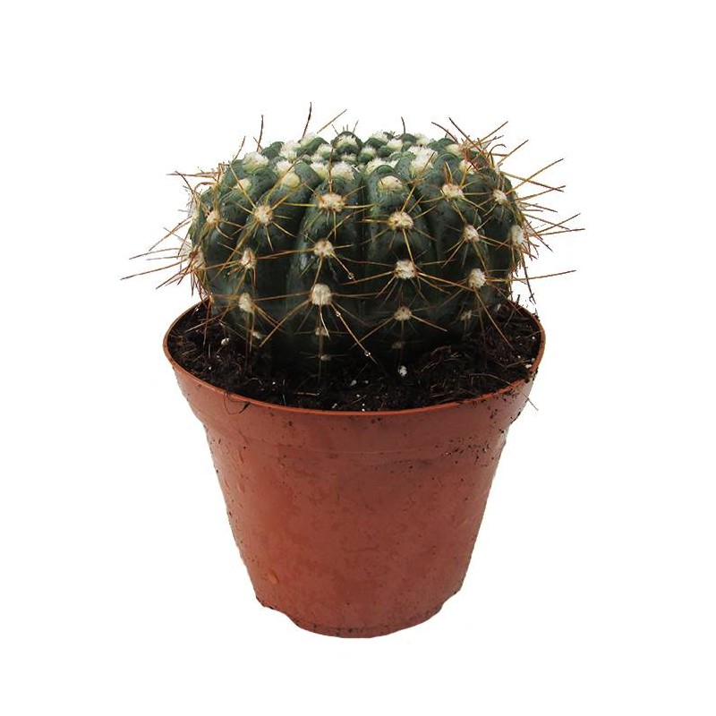 Cactus notocactus vebelmannianus
