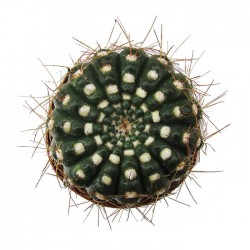 Cactus notocactus vebelmannianus