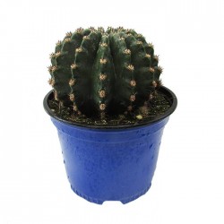 Cactus Echinopsis Sp.