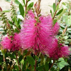 Callistemon bright pink