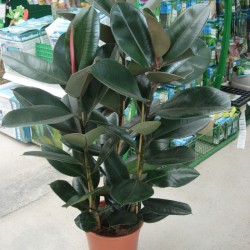 FICUS ROBUSTA