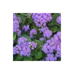AGERATUM