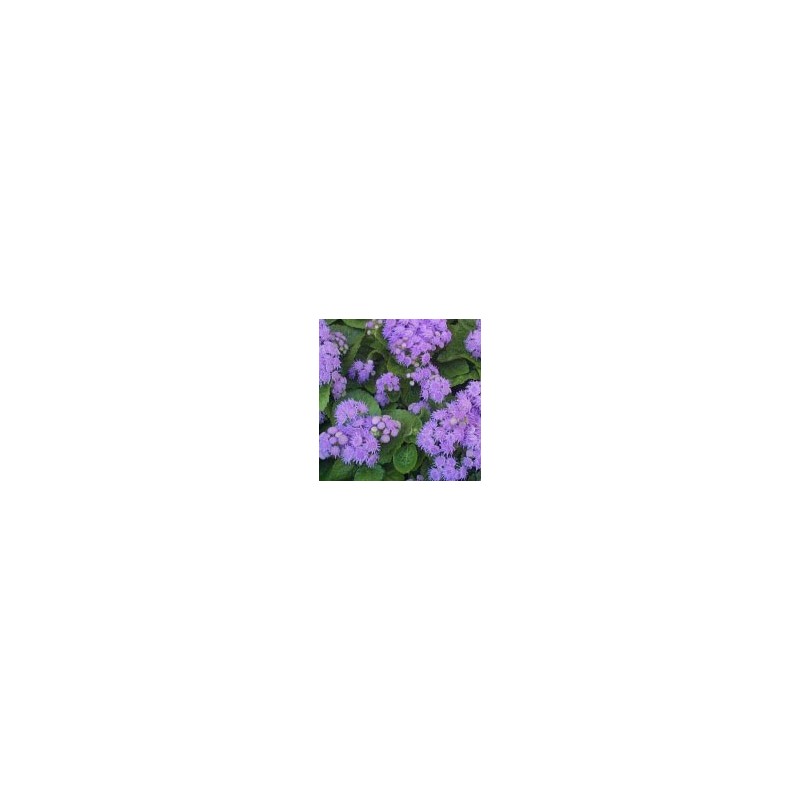 AGERATUM