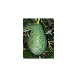 Aguacate fuerte dusa injertado