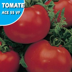 TOMATE ACE 55 VF