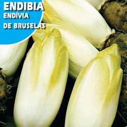 ENDIBIA DE BRUSELAS WITLOOF