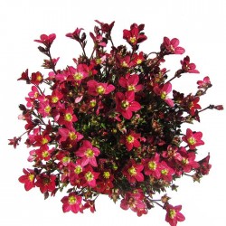 Saxifraga Arendsii