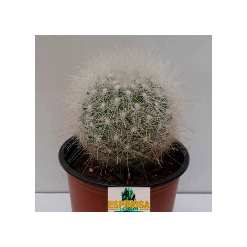 Cactus mammillaria senilis
