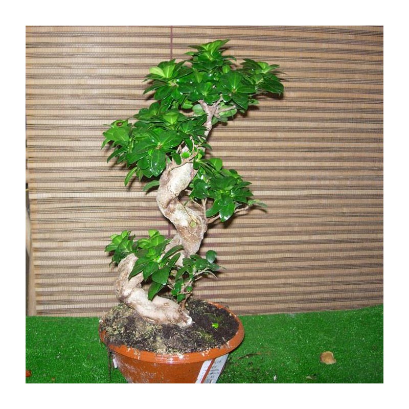 Ficus ginsend espiral