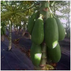 Papaya