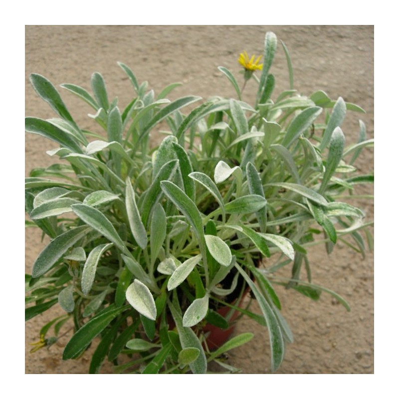 GAZANIA ESQUEJE