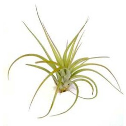 Tillandsia brachycaulos abdita