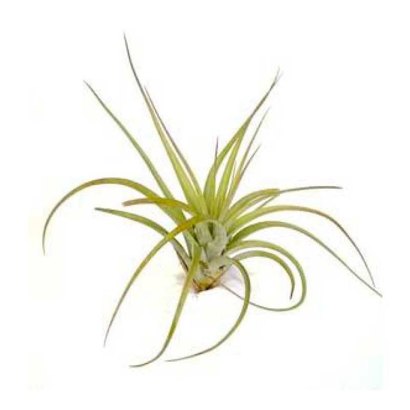 Tillandsia brachycaulos abdita