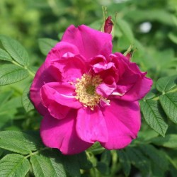 Rosal rugosa exception