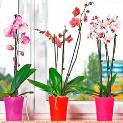 Maceta semitransparente orchidea