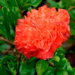 Granado de flor maxima rubra
