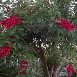 erythrina crista galli|árbol del coral|flor del coral|comprar árboles|