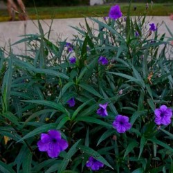 Ruellia Brittoniana