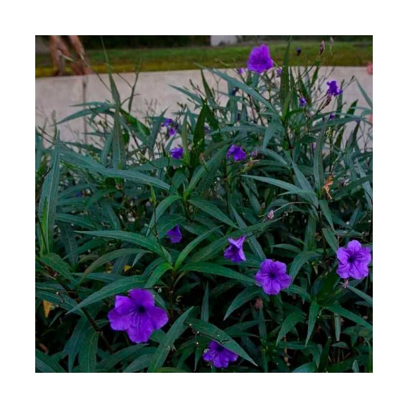 Ruellia Brittoniana